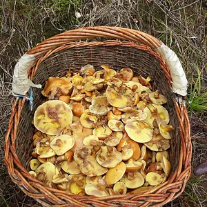 Goldröhrlinge (Mykoriza-Verbindung mit Lärchen)