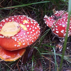 wunderschöne Fliegenpilze