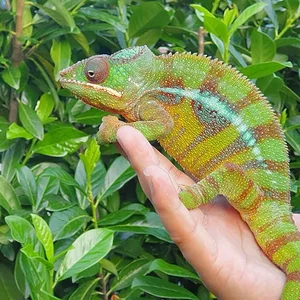 Furcifer pardalis / Pantherchamäleon / Max / 4 Jahre