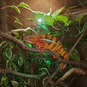 Furcifer pardalis / Pantherchamäleon / Max / 3 Jahre