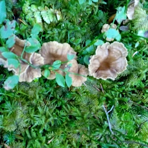 Trompetenpfifferlinge im Moos