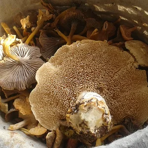 grosser Semmelstoppelpilz im Vordergrund