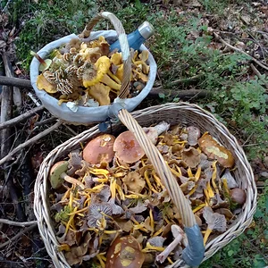 Trompetenpfifferlinge, Eierschwämme (Pfifferlinge), Maronen, Rotfussröhrlinge und Steinpilze (unten im Korb)