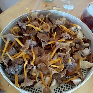 Trocknen der Pilze auf dem "Dörrex": Vorher müssen sie gesäubert und geschnitten werden.
