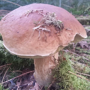 Ein grosser Steinpilz... ganz allein auf einer kleinen Waldlichtung