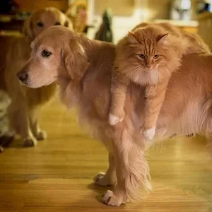 Faule Katze
