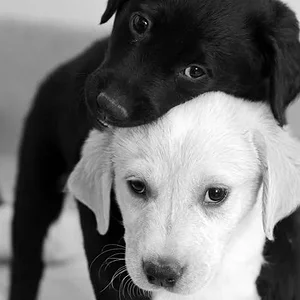 Black & White