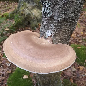 Birkenporling