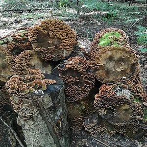 Samtiger Schichtpilz