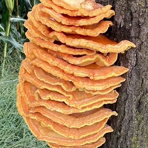 Schwefelporling (chicken of the wood)