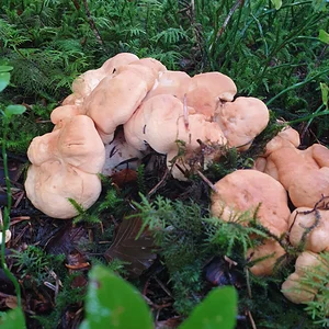 Semmelstoppel-Pilz