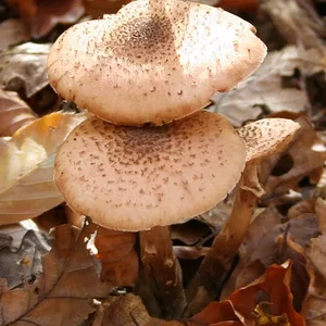 Bilder von meinen "Pilz-Ausflügen" - honiggelber Hallimasch