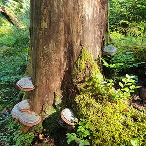 Medium 'rotrandiger Baumpilz.webp' im Album 'Im Reich der Pilze'