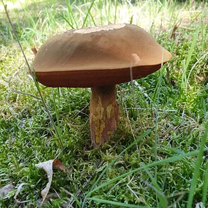 Medium 'Flockenstiliger Hexenröhrling.webp' im Album 'Im Reich der Pilze'