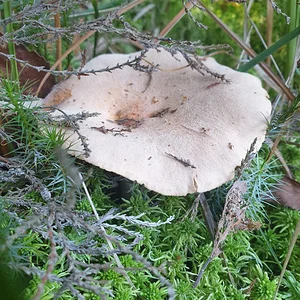 Ockerbrauner Trichterling.webp