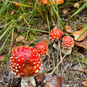 Medium 'Gruppe Fliegenpilze.webp' im Album 'Im Reich der Pilze'