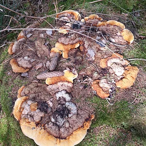 Medium 'Rotrandiger Baumpilz riesig.webp' im Album 'Im Reich der Pilze'