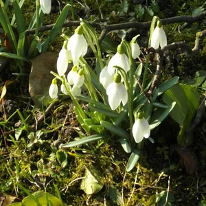 Schneeglöckchen, die eigentlich Frühlingsglöckchen heißen könnten