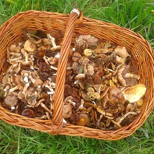 Bilder von meinen "Pilz-Ausflügen" - Mischpilz-Korb