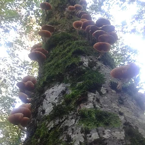 Bilder von meinen "Pilz-Ausflügen" - alter Baum mit Hallimasch-Befall