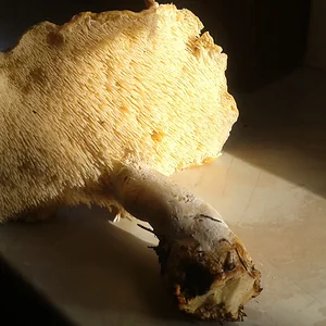 Bilder von meinen "Pilz-Ausflügen" - grosser Semmelstoppel