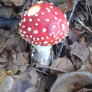 Bilder von meinen "Pilz-Ausflügen" - junger, kugeliger Fliegenpilz