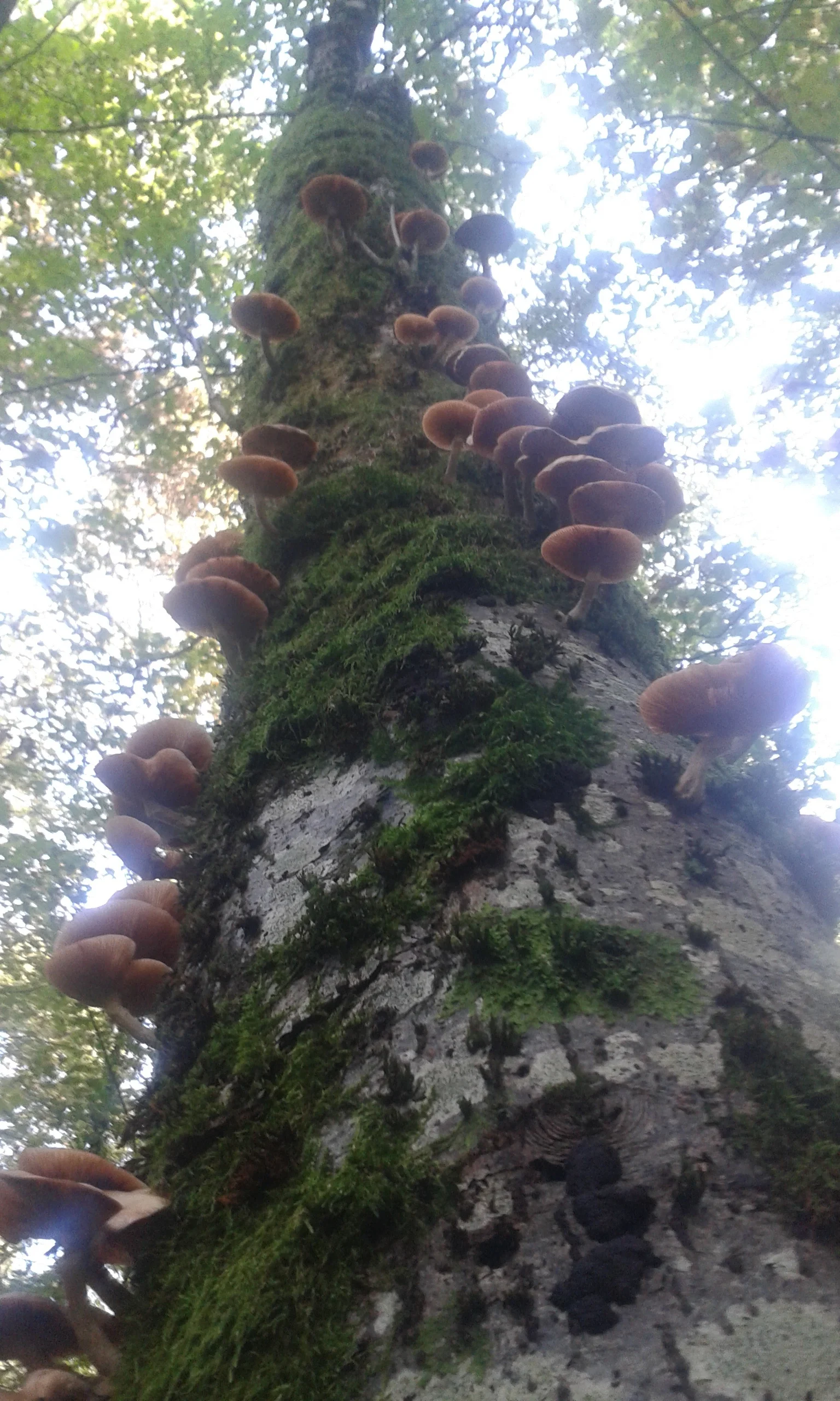Bilder von meinen "Pilz-Ausflügen" - alter Baum mit Hallimasch-Befall