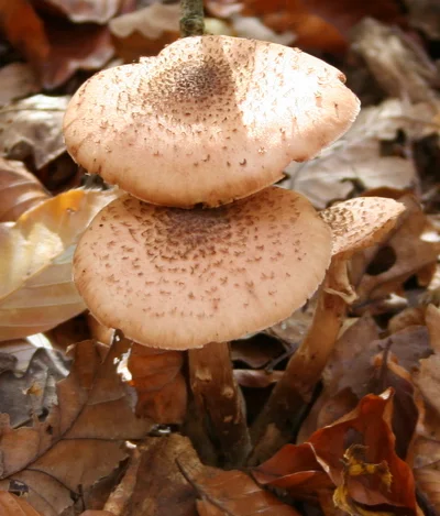 Bilder von meinen "Pilz-Ausflügen" - honiggelber Hallimasch