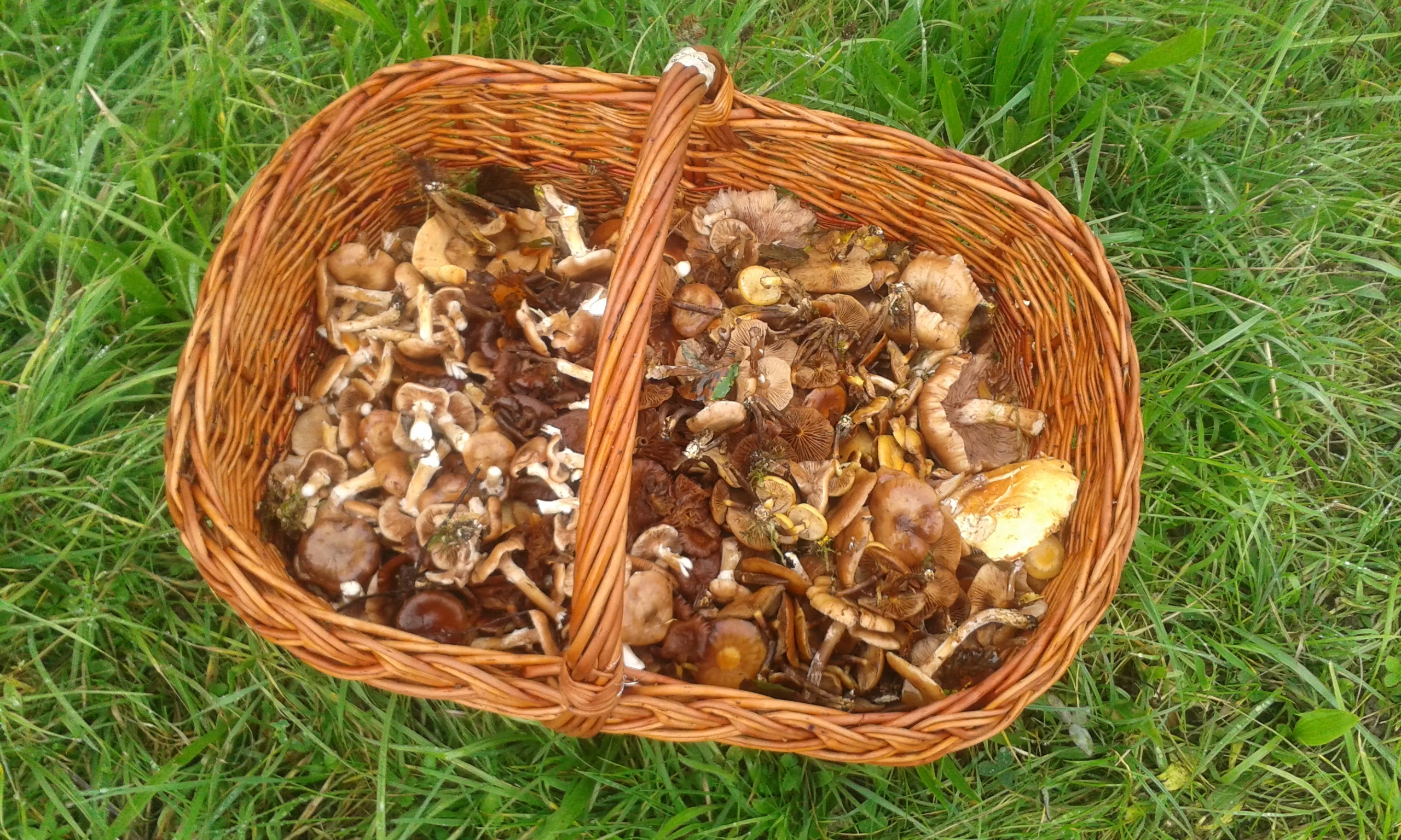 Bilder von meinen "Pilz-Ausflügen" - Mischpilz-Korb