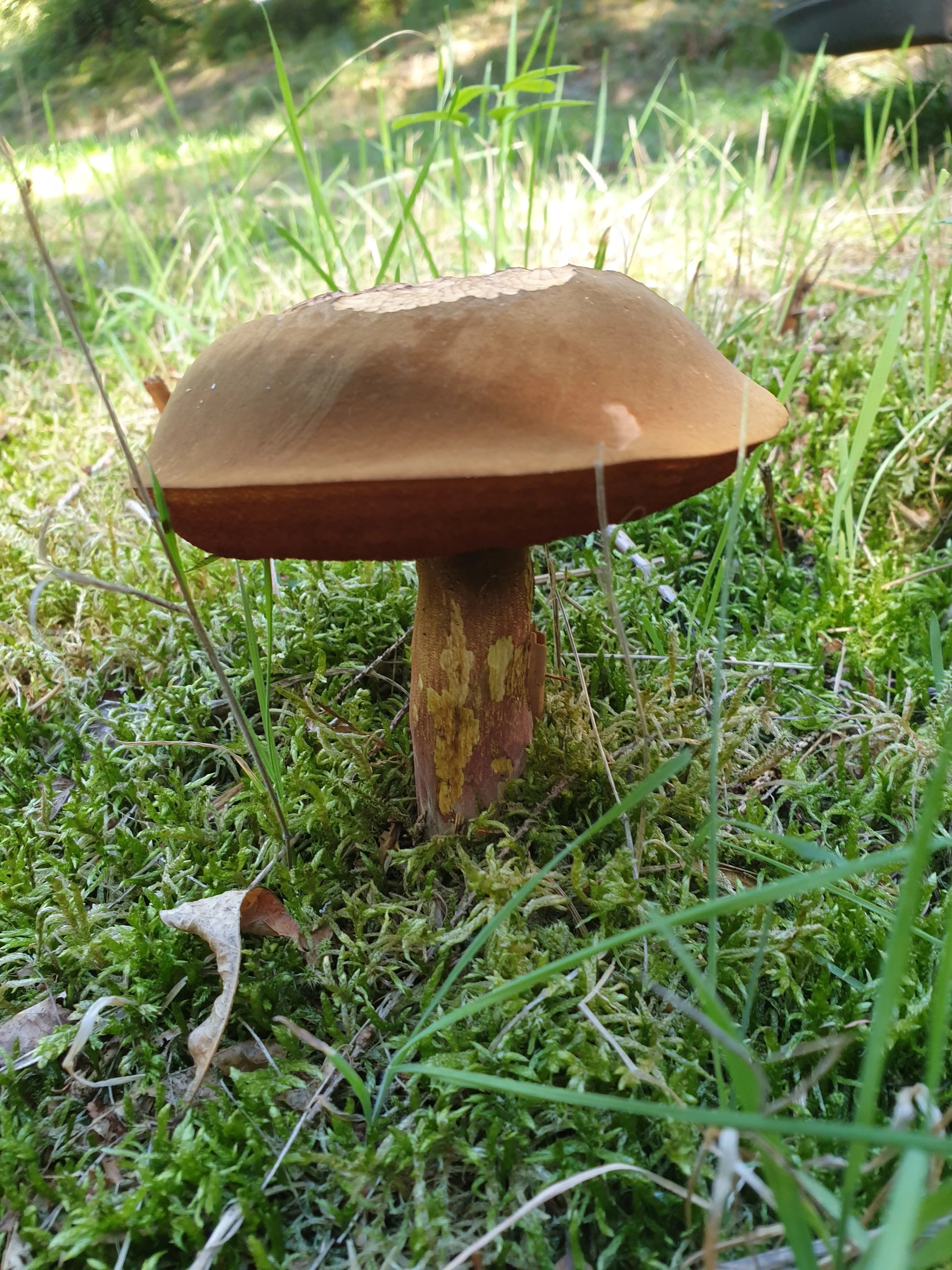 Flockenstiliger Hexenröhrling.webp