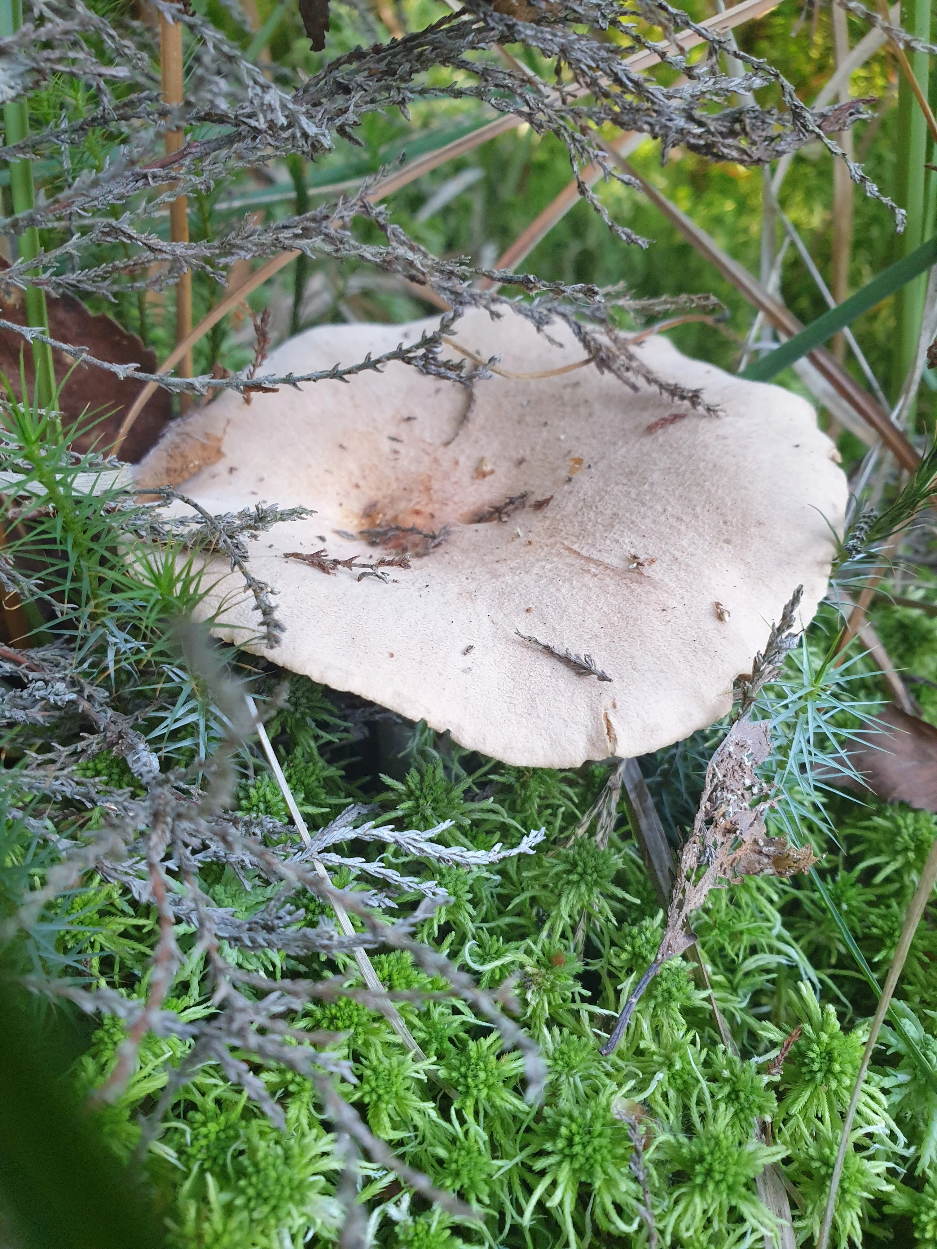 Ockerbrauner Trichterling.webp