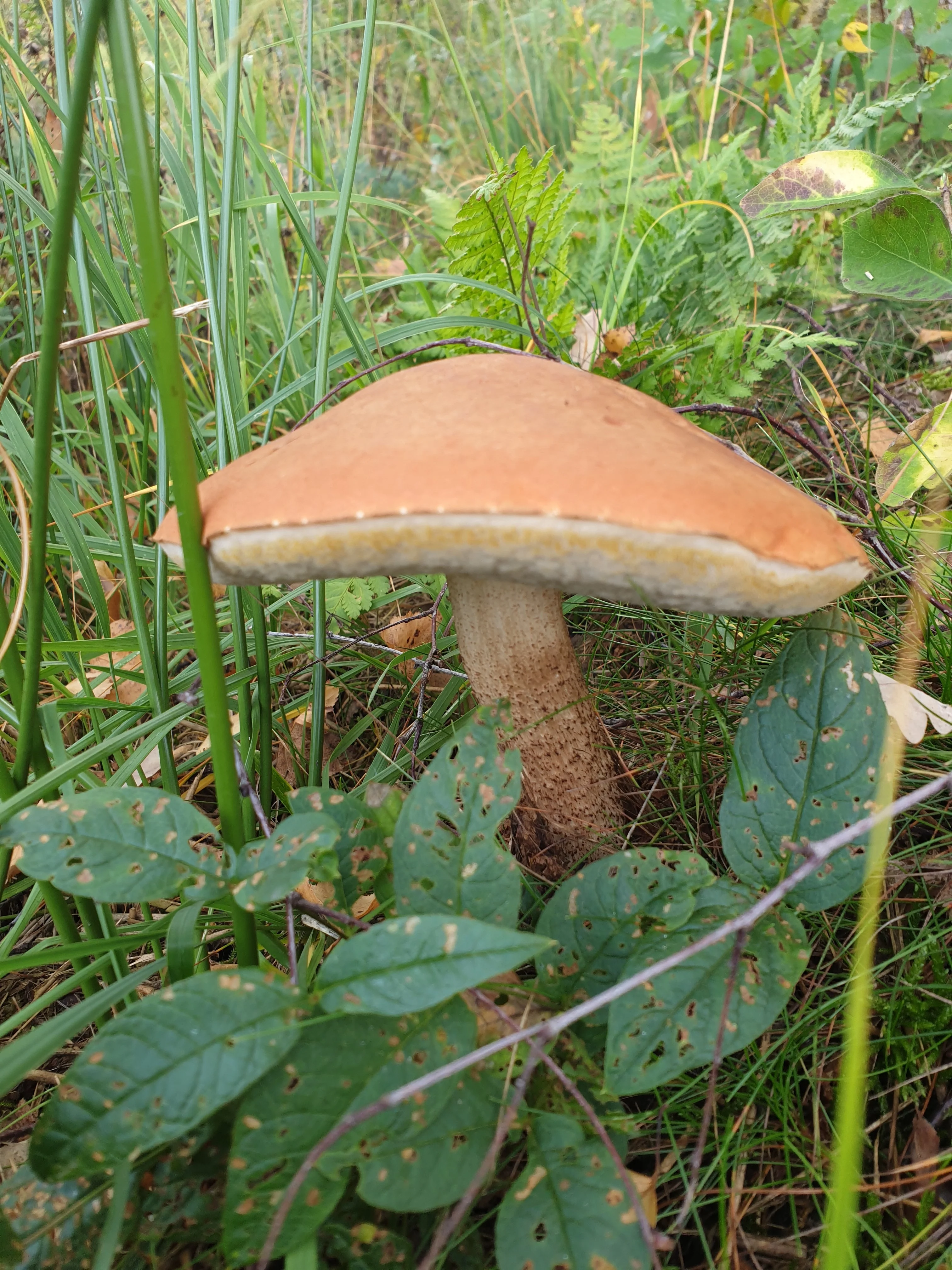 Rotkappe.webp
