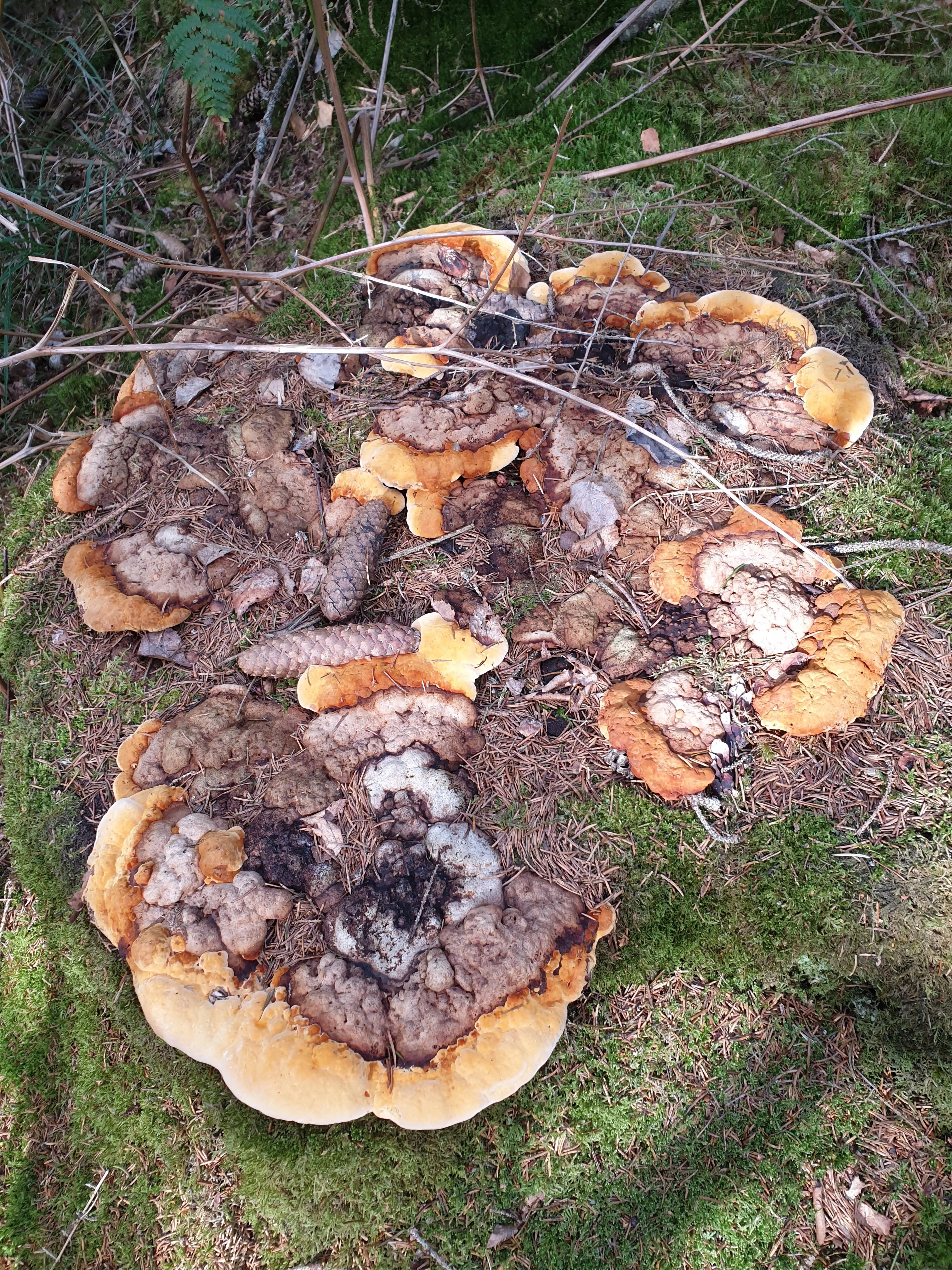 Rotrandiger Baumpilz riesig.webp