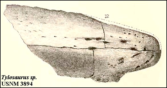 USNM3894-1873.jpg