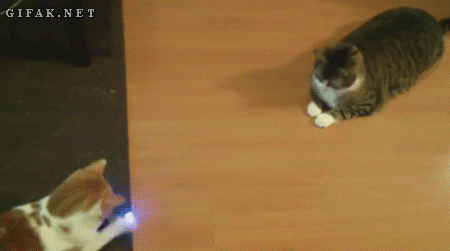 4sbzd4bo.gif