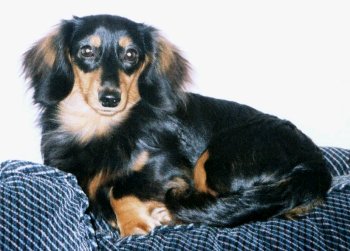 Image1%20Leo%20daxie.jpg