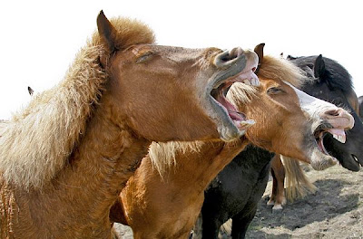 animals__18.jpg