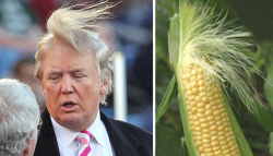 Trump-Maiskolben-250x143.png
