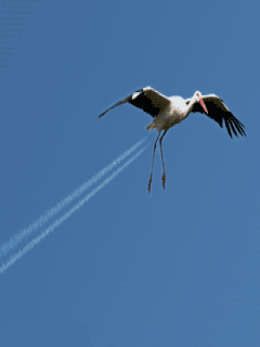 uzmcm8hv.gif