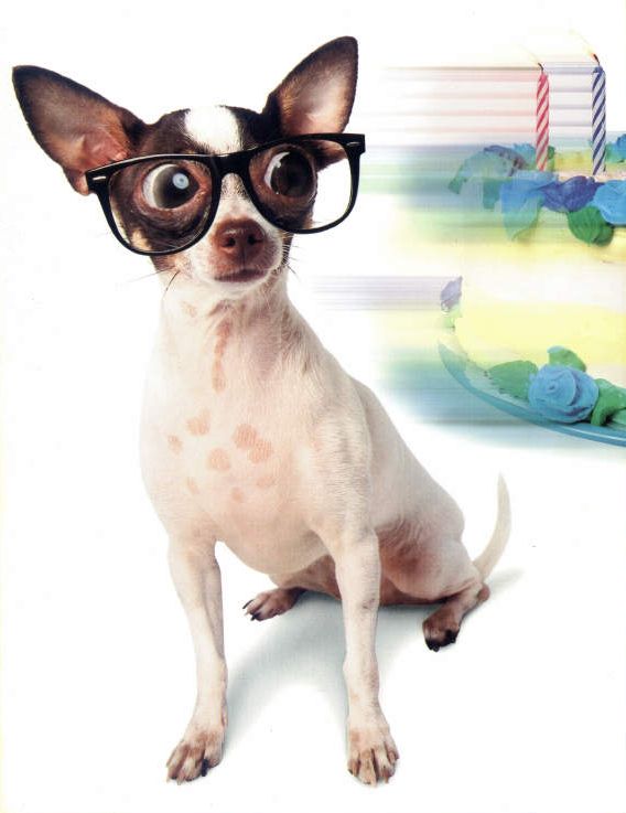 Schlauer-Hund.jpg