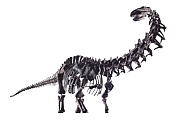 34_Dino.jpg.1234920.jpg