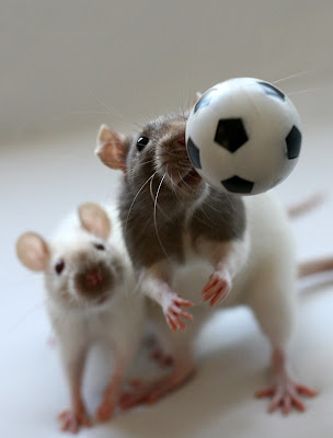 ratten+2.jpg