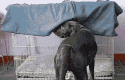jip7xrm2.gif