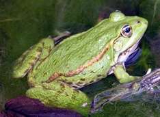 frosch.jpg