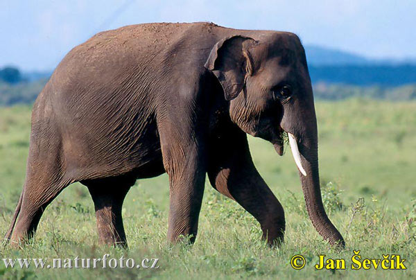 asiatische-elefant--elephas-maximus-1.jpg