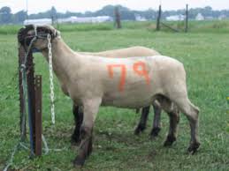 d4t72zps.jpg