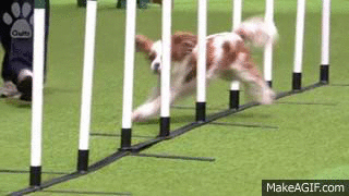 xl7k37tq.gif